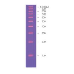 100 bp Molecular Ruler - Bio-Rad - Life Sciences