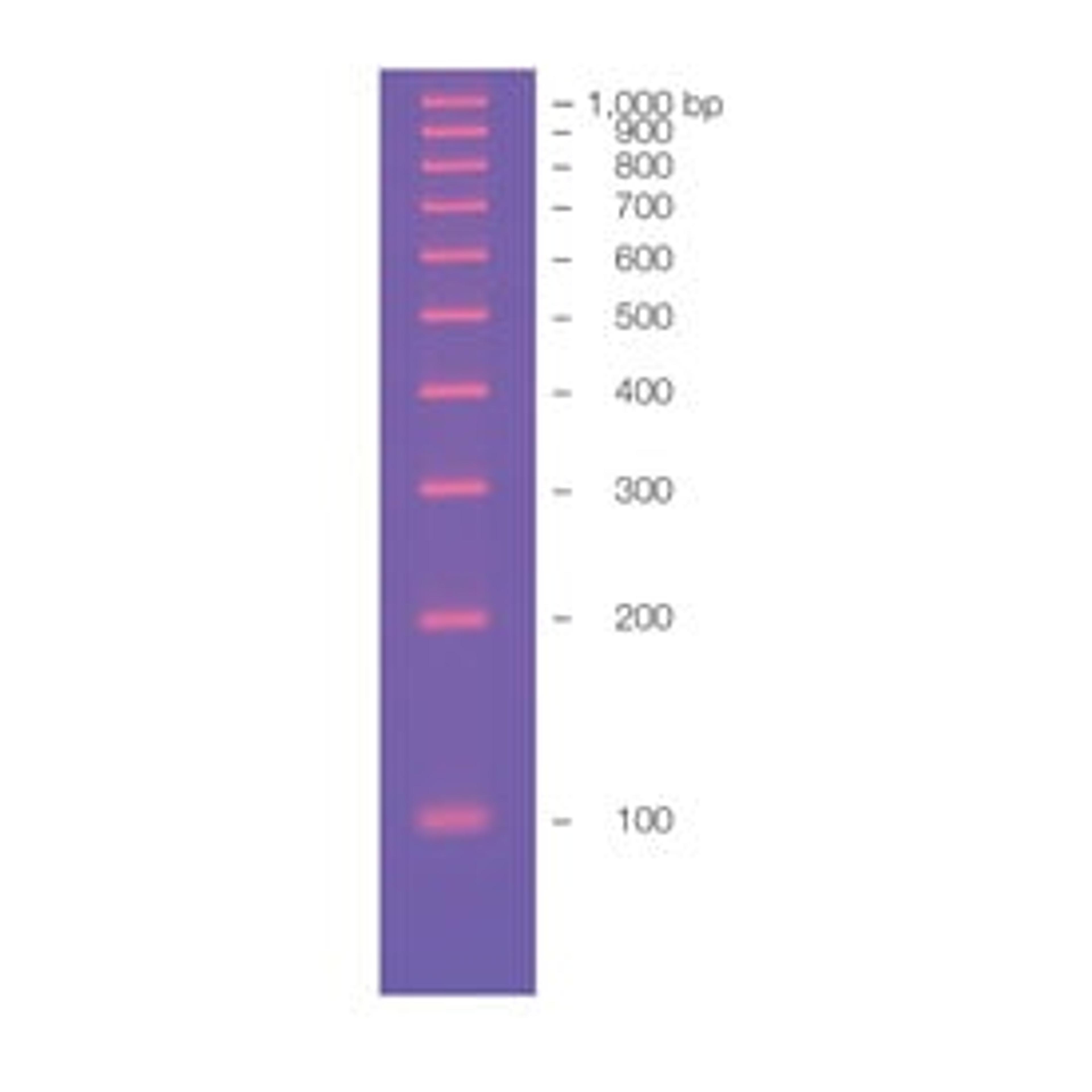 100 bp Molecular Ruler - Bio-Rad - Life Sciences