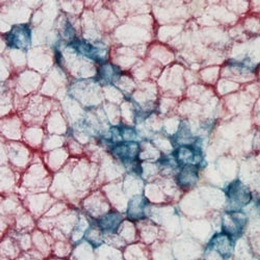 TrueBlue™ Peroxidase Substrate - SeraCare Life Sciences - Life Sciences