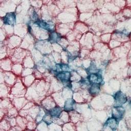 TrueBlue™ Peroxidase Substrate - SeraCare Life Sciences - Life Sciences