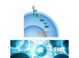 iLite® C5a Bioassays - Svar Life Science AB - Life Sciences