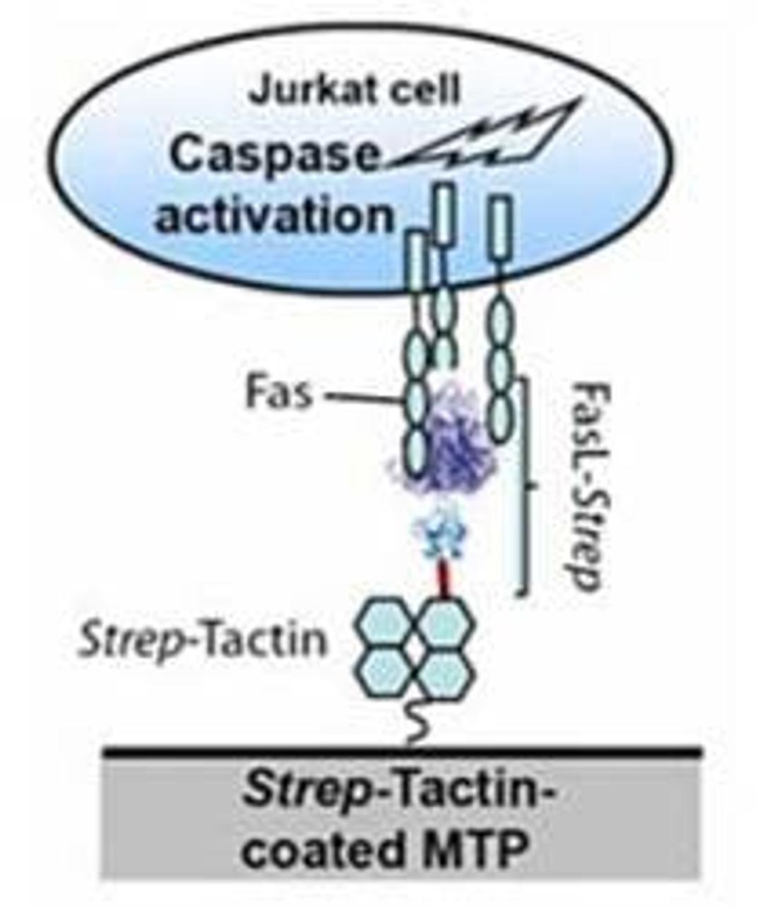 FasL-Strep Apoptosis Assays - IBA BioTAGnology - Life Sciences