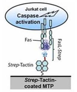 FasL-Strep Apoptosis Assays - IBA BioTAGnology - Life Sciences