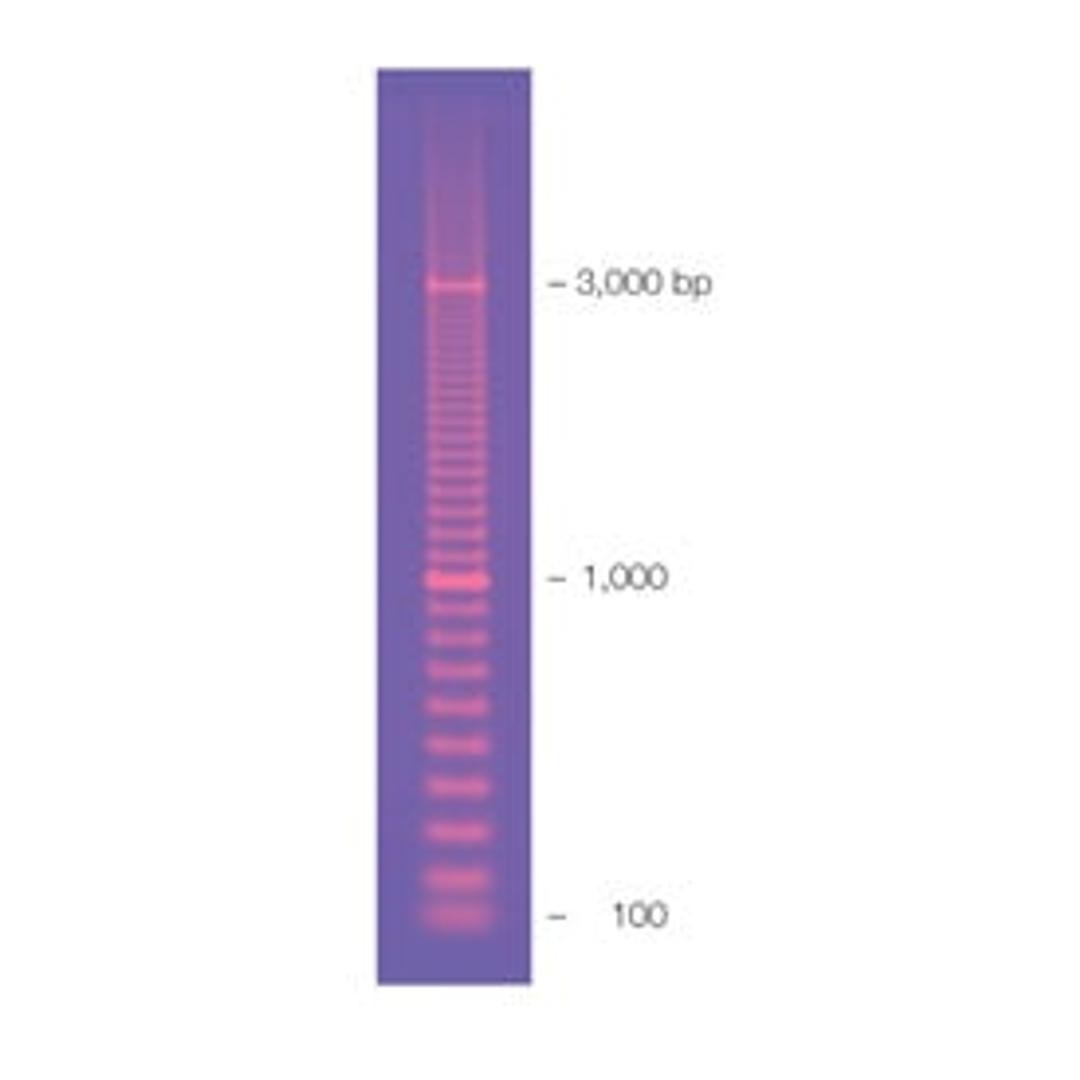 EZ Load 100 bp PCR Molecular Ruler - Bio-Rad - Life Sciences