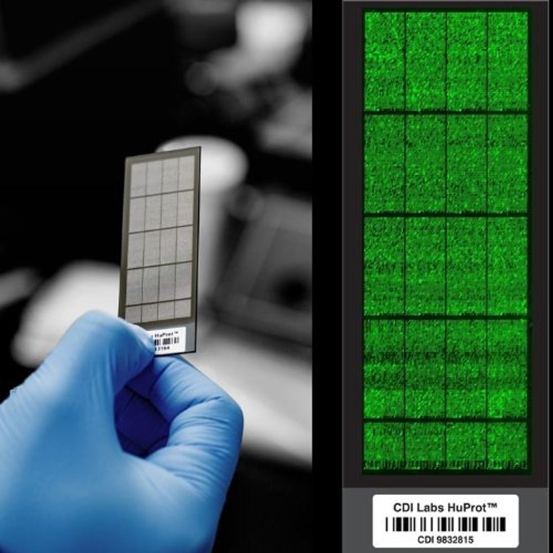 HuProt - CDI Laboratories, Inc - Life Sciences