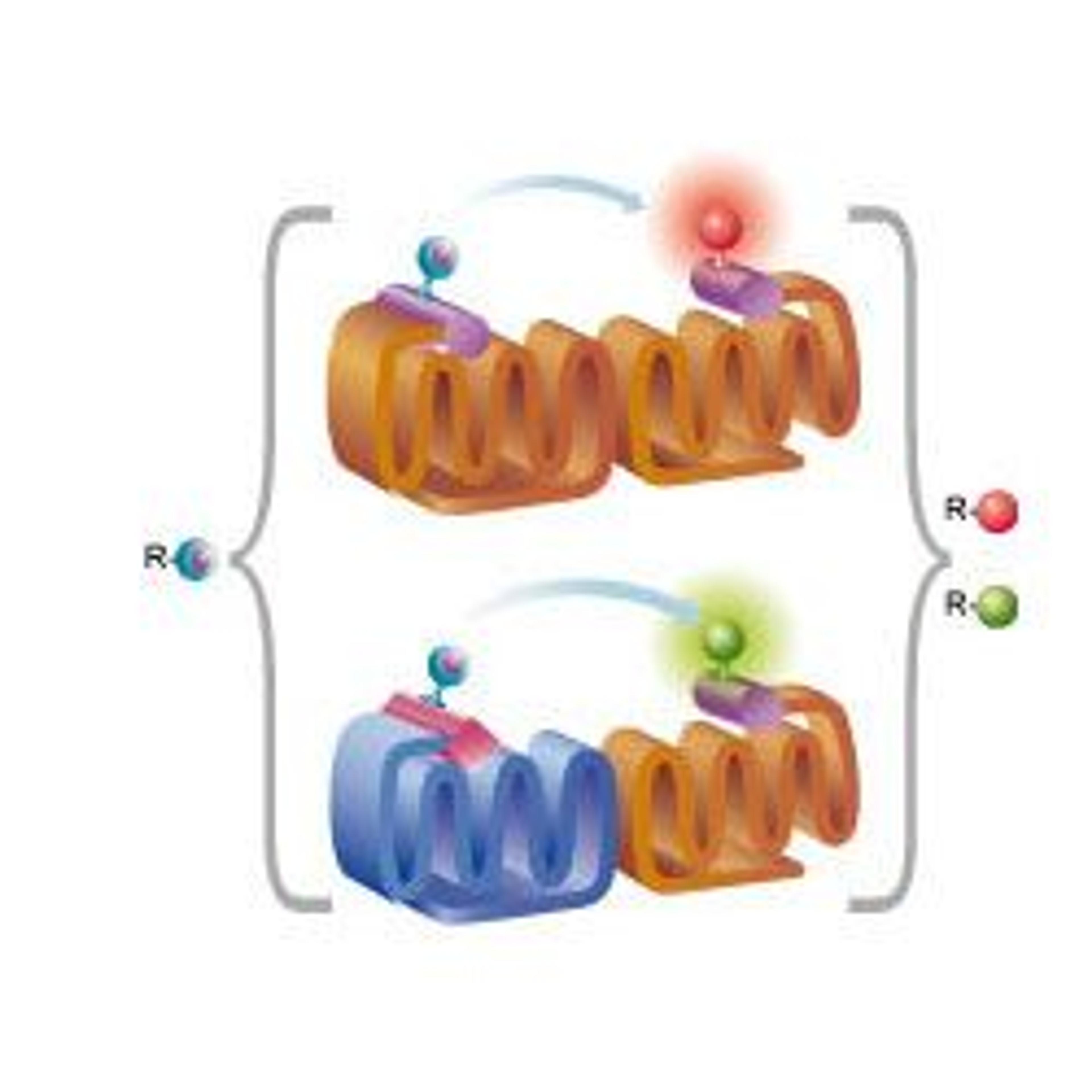 GPCR dimer assays with Tag-lite® technology - Cisbio Bioassays - Life Sciences