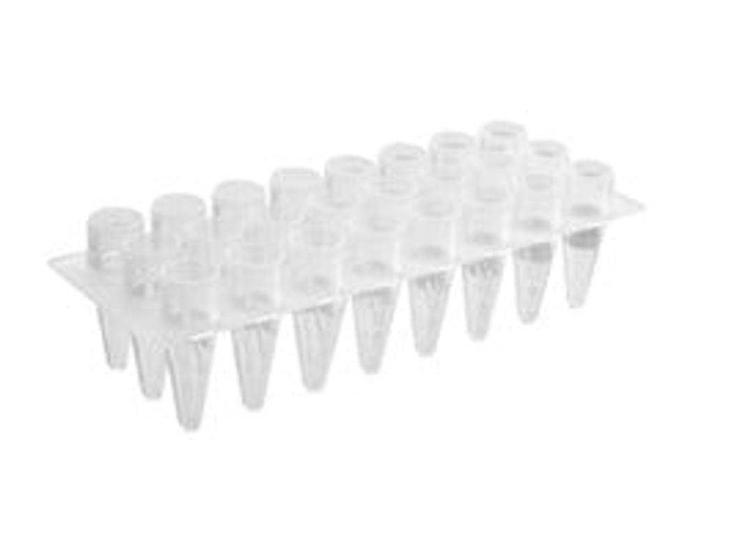 Axygen® 24-well Polypropylene PCR Microplate, Clear, Nonsterile - Corning Life Sciences - Life Sciences