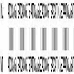 Human CASP7 (Caspase-7) knockout HeLa cell line - Abcam plc - Life Sciences
