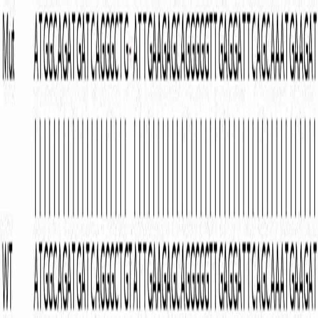Human CASP7 (Caspase-7) knockout HeLa cell line - Abcam plc - Life Sciences