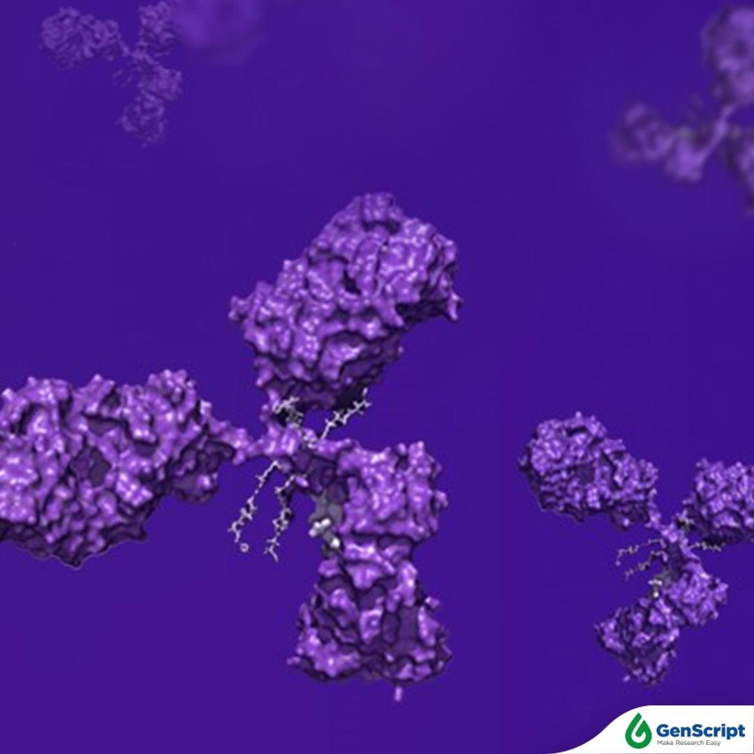 Mouse Monoclonal antibody development services - GenScript - Life Sciences