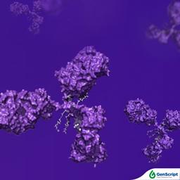 Mouse Monoclonal antibody development services - GenScript - Life Sciences