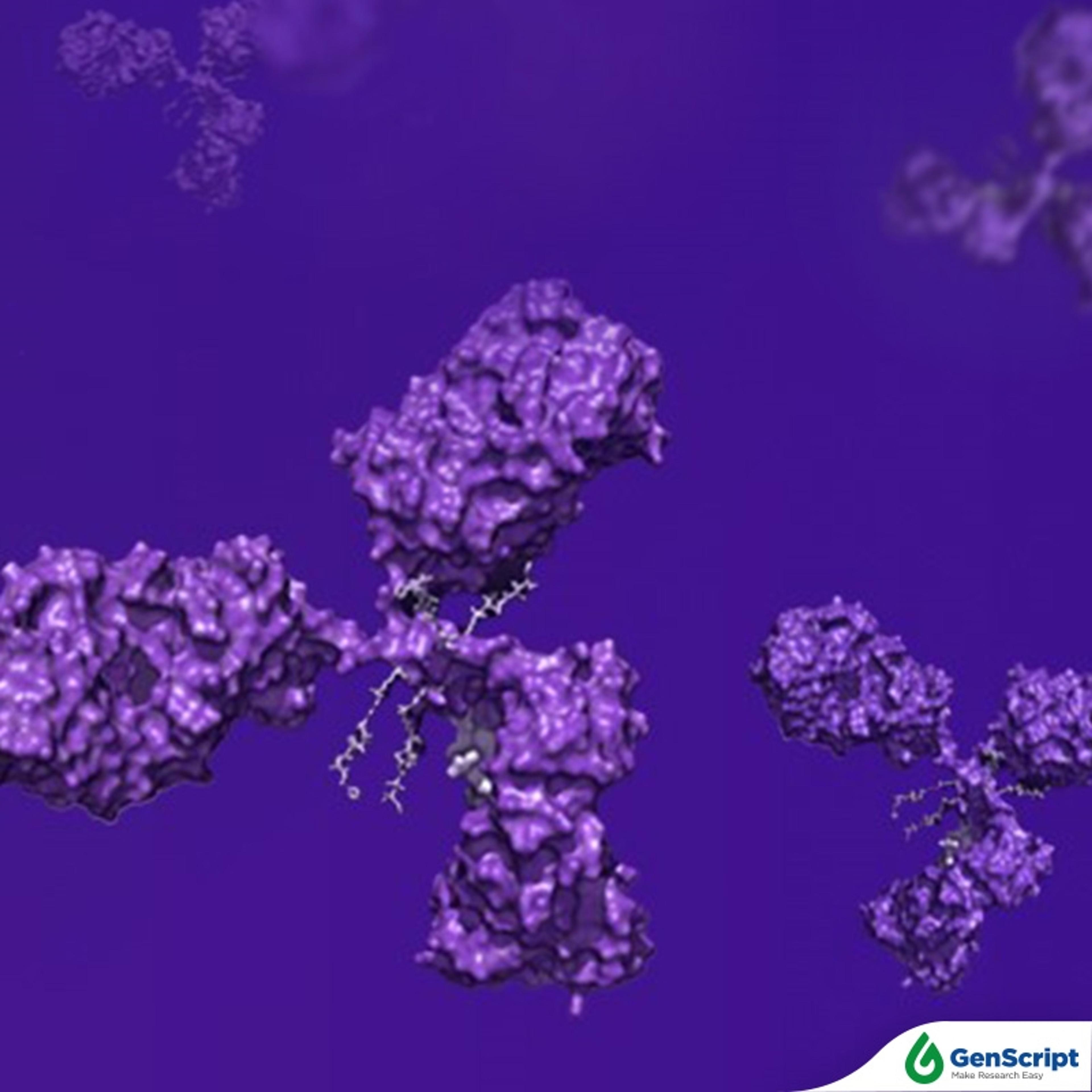 Mouse Monoclonal antibody development services - GenScript - Life Sciences