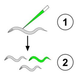 C. elegans Inject Express Service - InVivo Biosystems - Life Sciences