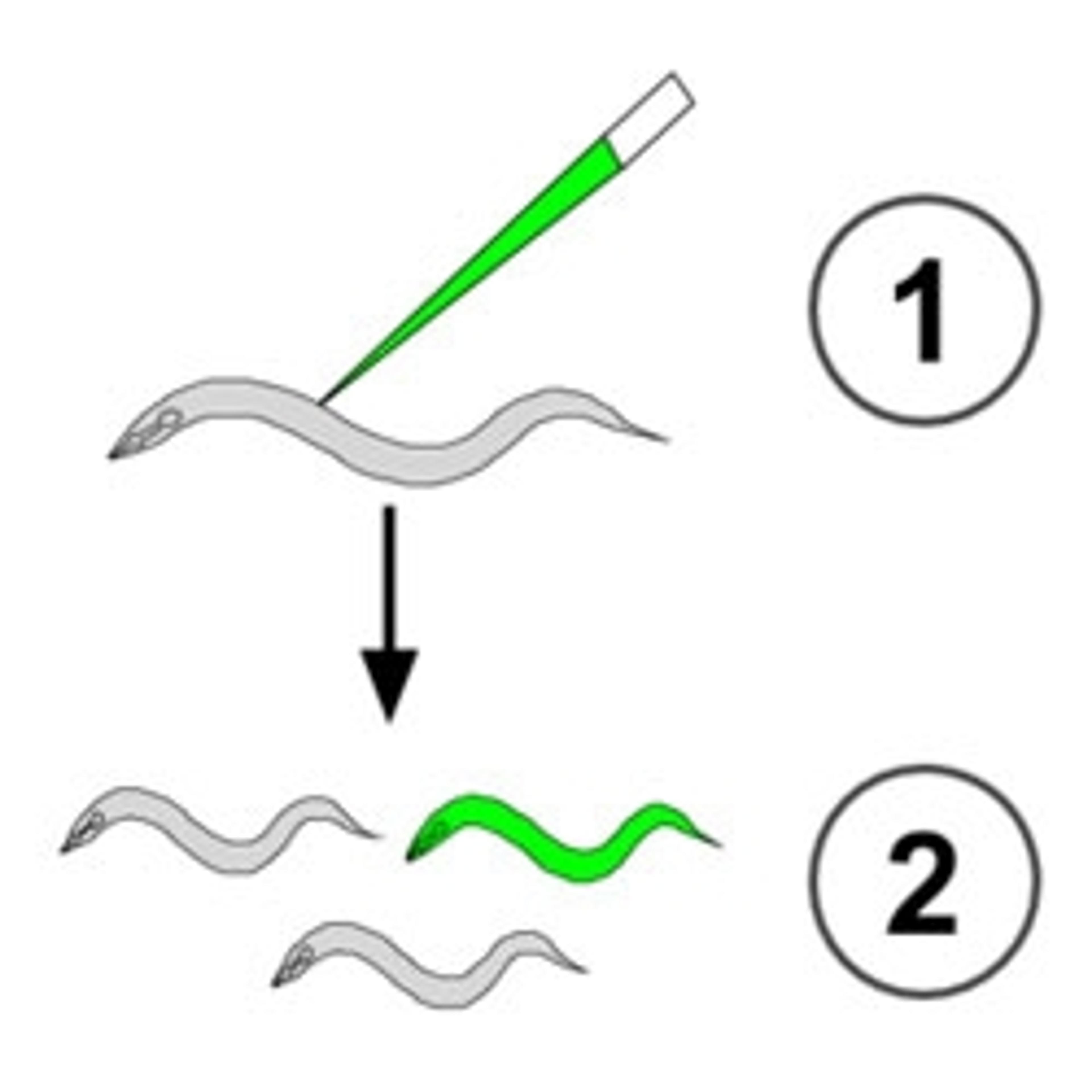 C. elegans Inject Express Service - InVivo Biosystems - Life Sciences