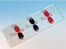 µ-Slide Chemotaxis - ibiTreat, tissue culture treated, - AutoMate Scientific Inc. - Life Sciences