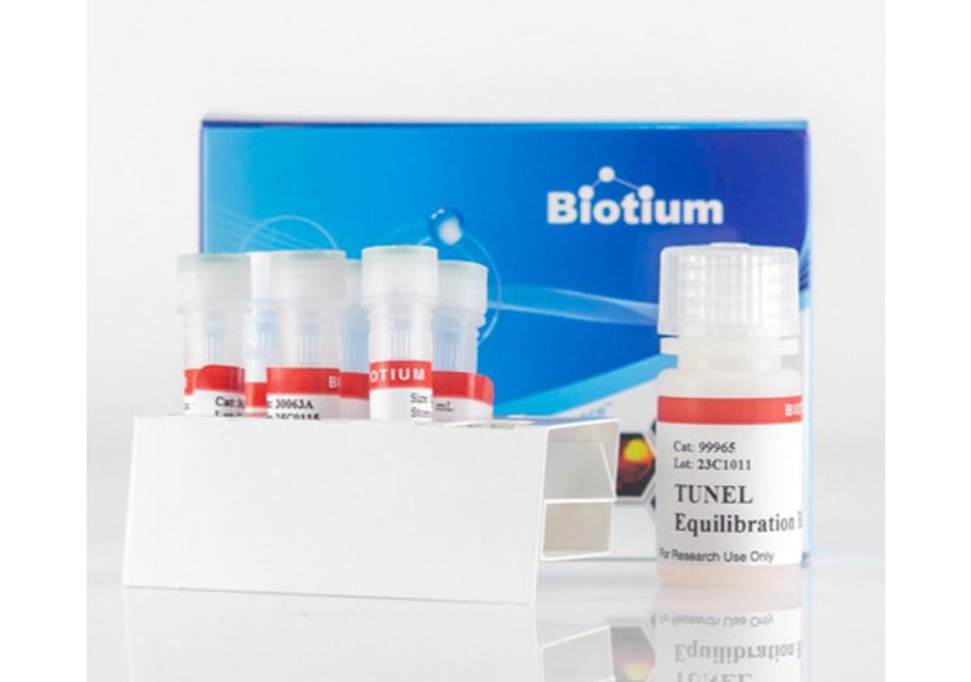 TUNEL Assay Apoptosis Detection Kit - Biotium - Life Sciences