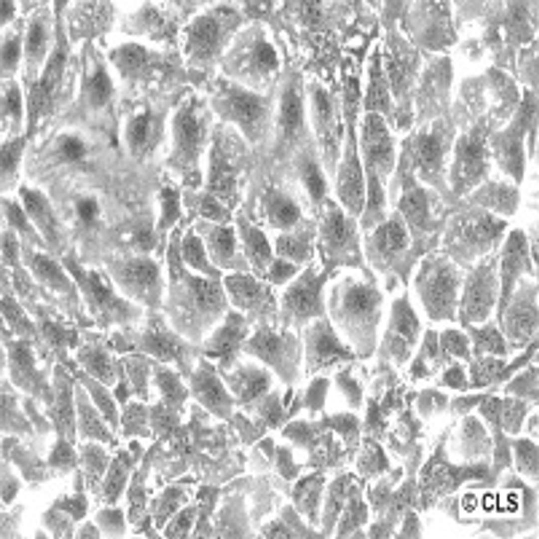 SK-OV-3 - Cell Lines Service GmbH - Life Sciences