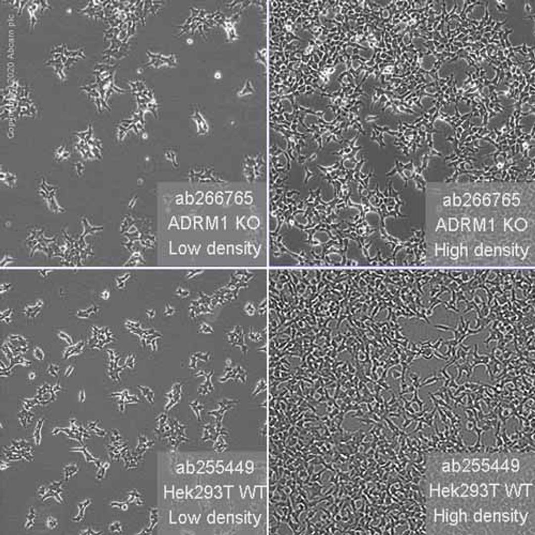 Human ADRM1 (ARM-1) knockout HEK293T cell line - Abcam plc - Life Sciences