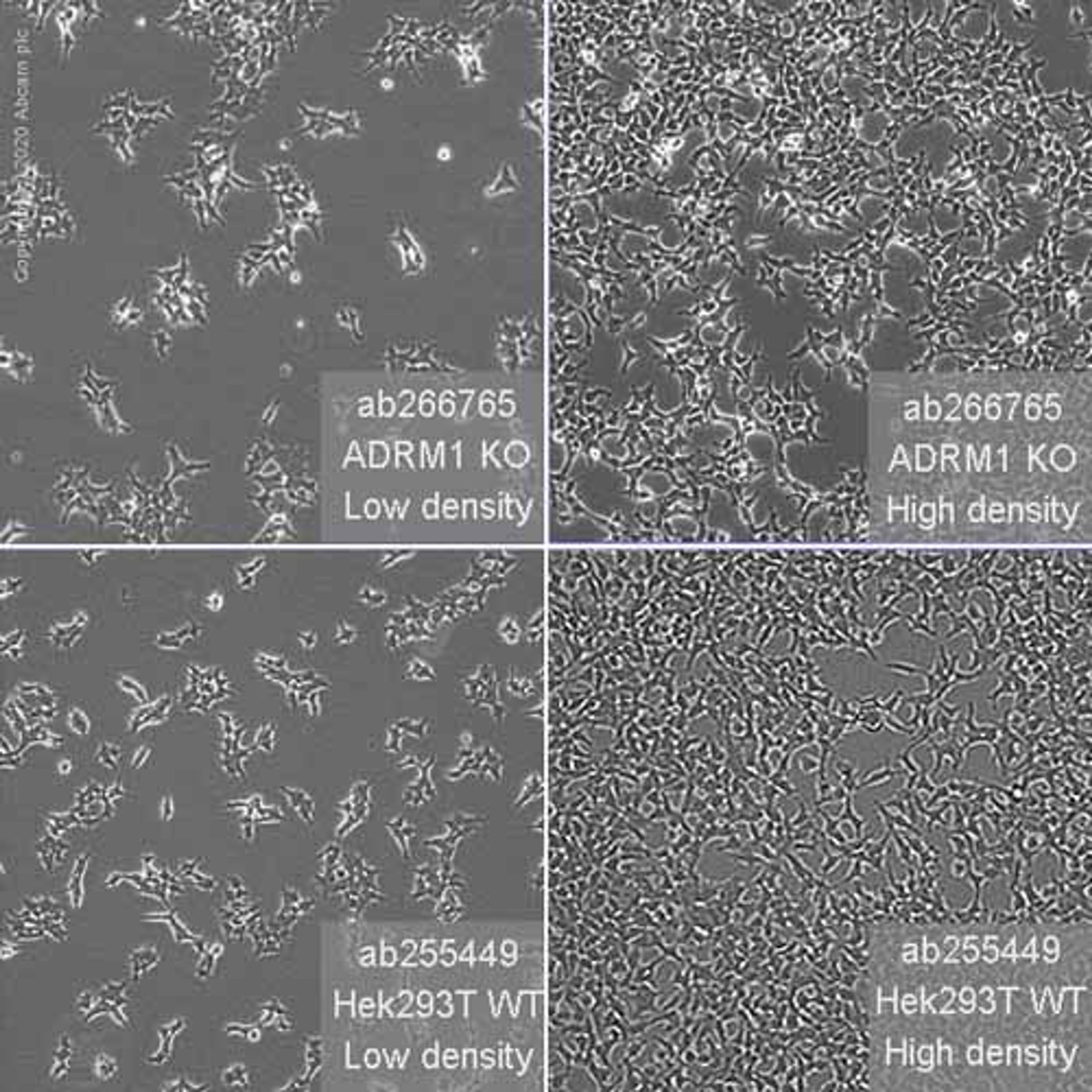 Human ADRM1 (ARM-1) knockout HEK293T cell line - Abcam plc - Life Sciences
