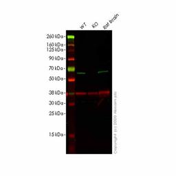 Human SPAST (Spastin) knockout HEK293T cell line - Abcam plc - Life Sciences