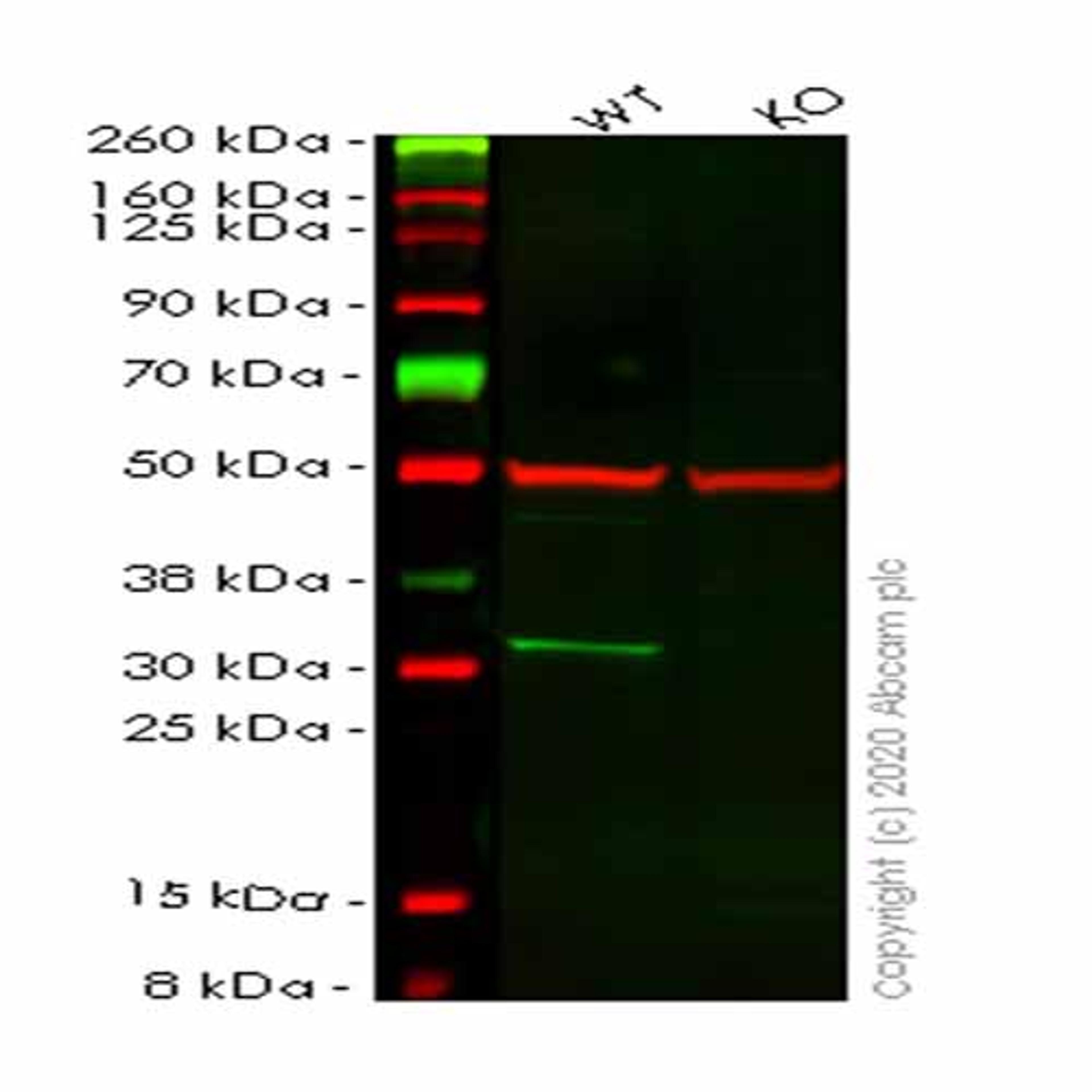 Human TPM3 (Tropomyosin 3) knockout HEK293T cell line - Abcam plc - Life Sciences
