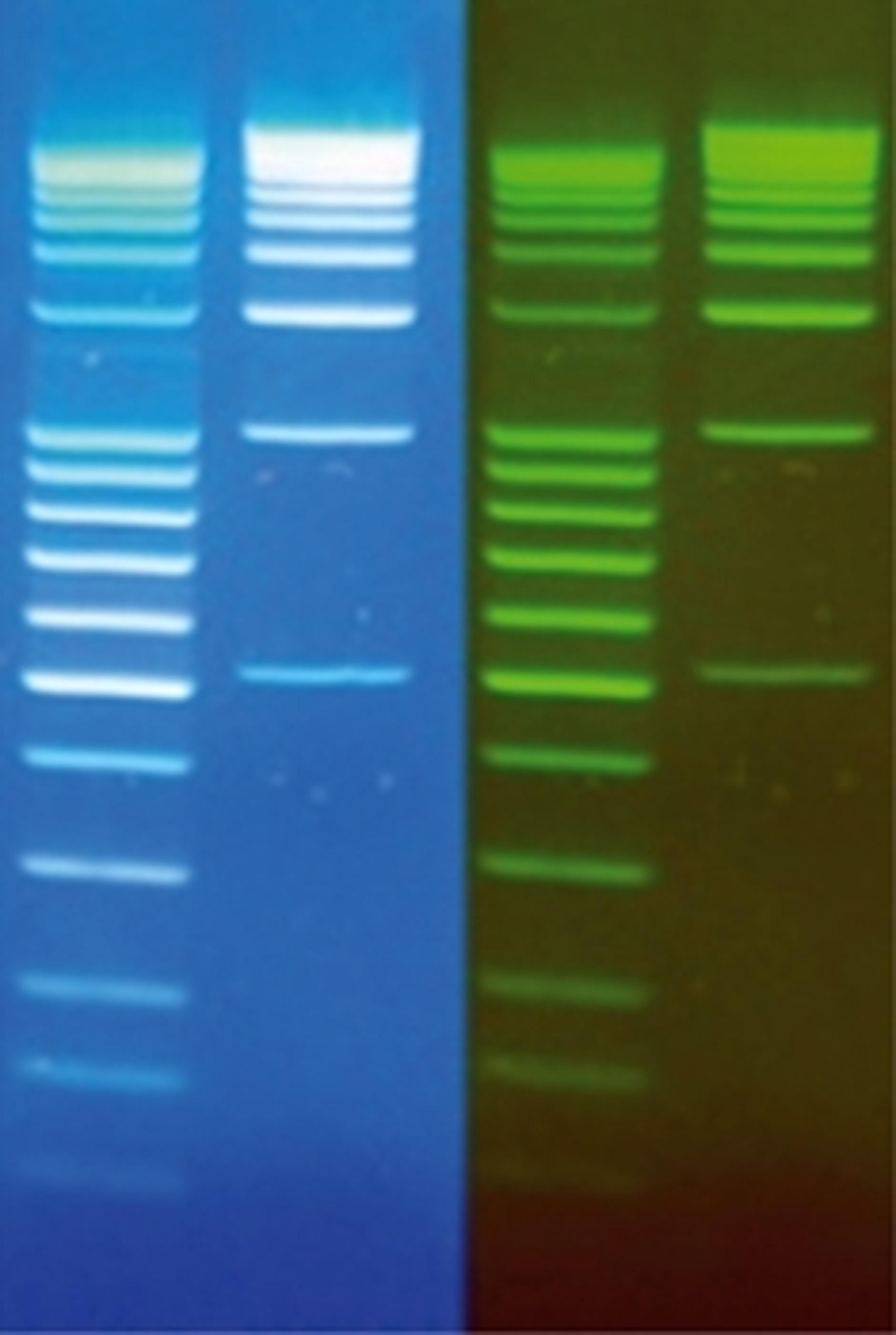 DNA Stain Clear G - SERVA Electrophoresis GmbH - Life Sciences