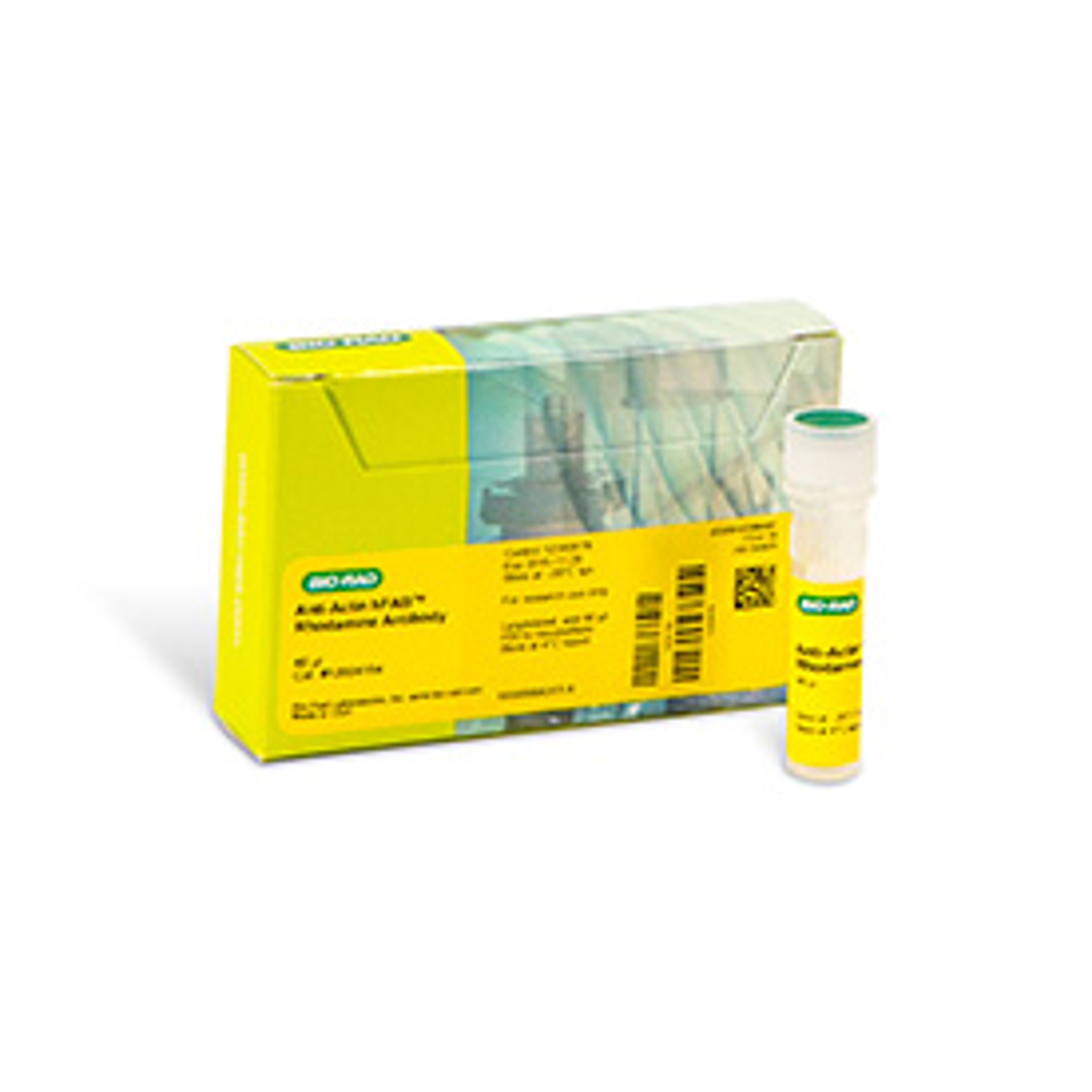 hFAB™ Rhodamine Anti-Actin Primary Antibody, 40 µl - Bio-Rad - Life Sciences