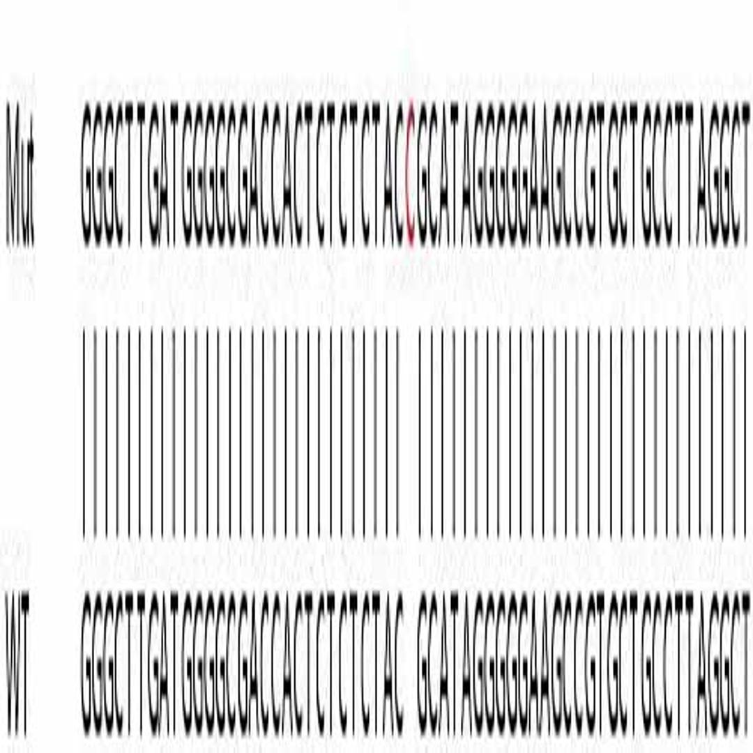 Human BRD2 knockout HEK293T cell line - Abcam plc - Life Sciences