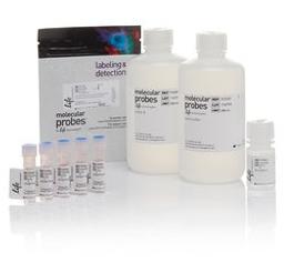 Invitrogen™ pHrodo™ Green S. aureus BioParticles™ Phagocytosis Kit for Flow Cytometry - Thermo Fisher Scientific - Life Sciences