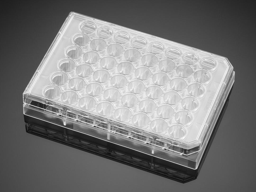 Falcon® 48-well Clear Flat Bottom TC-treated Cell Culture Plate, with Lid, Individually Wrapped, Sterile, 50/Case - Corning Life Sciences - Life Sciences
