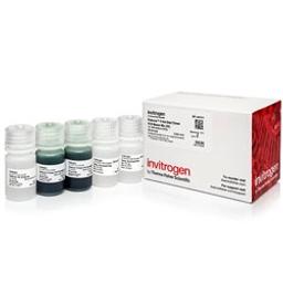 Invitrogen Platinum II Hot-Start Green PCR Master Mix (2X) - Thermo Fisher Scientific - Life Sciences