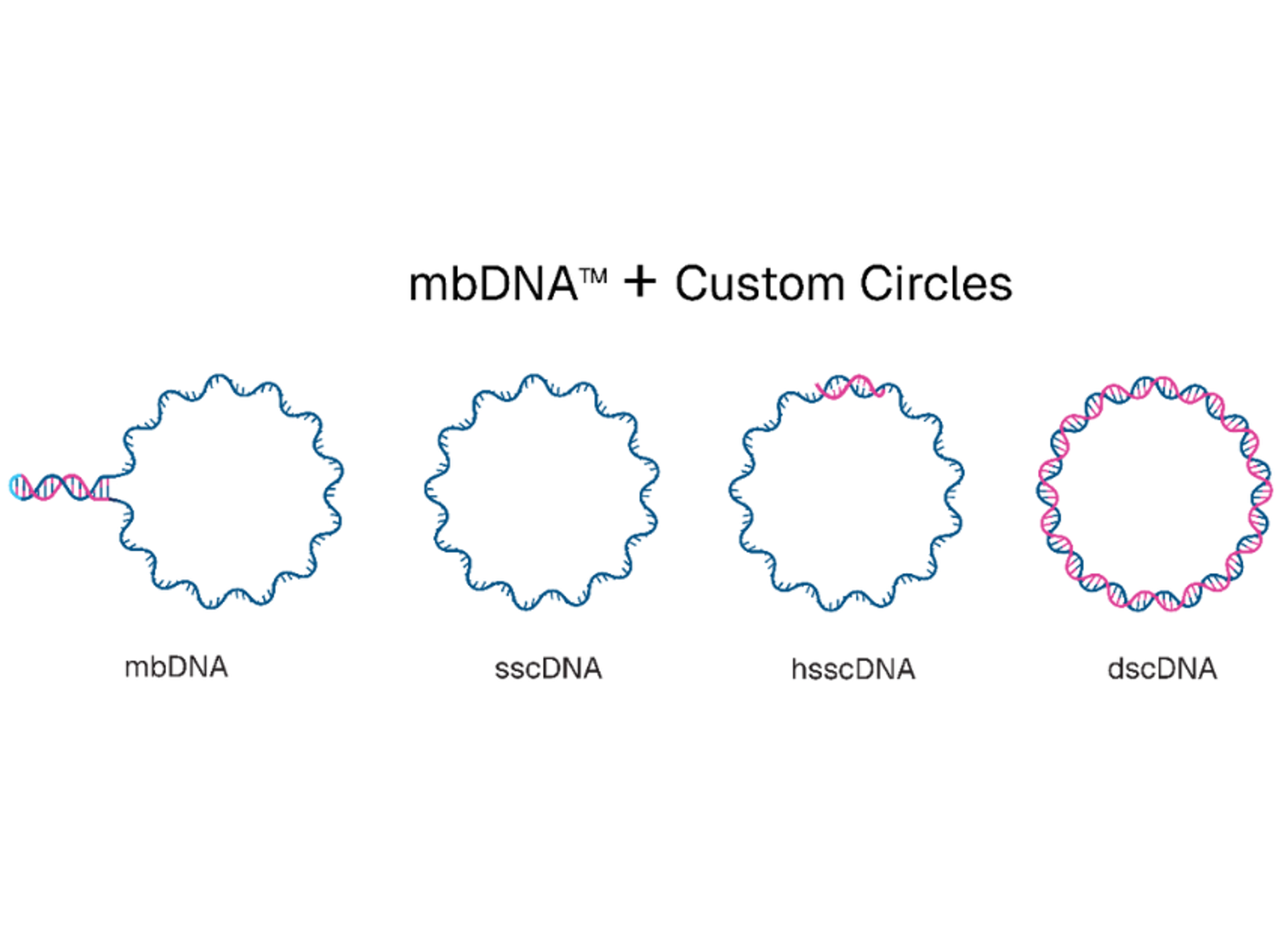 Touchlight mbDNA™ + custom circles