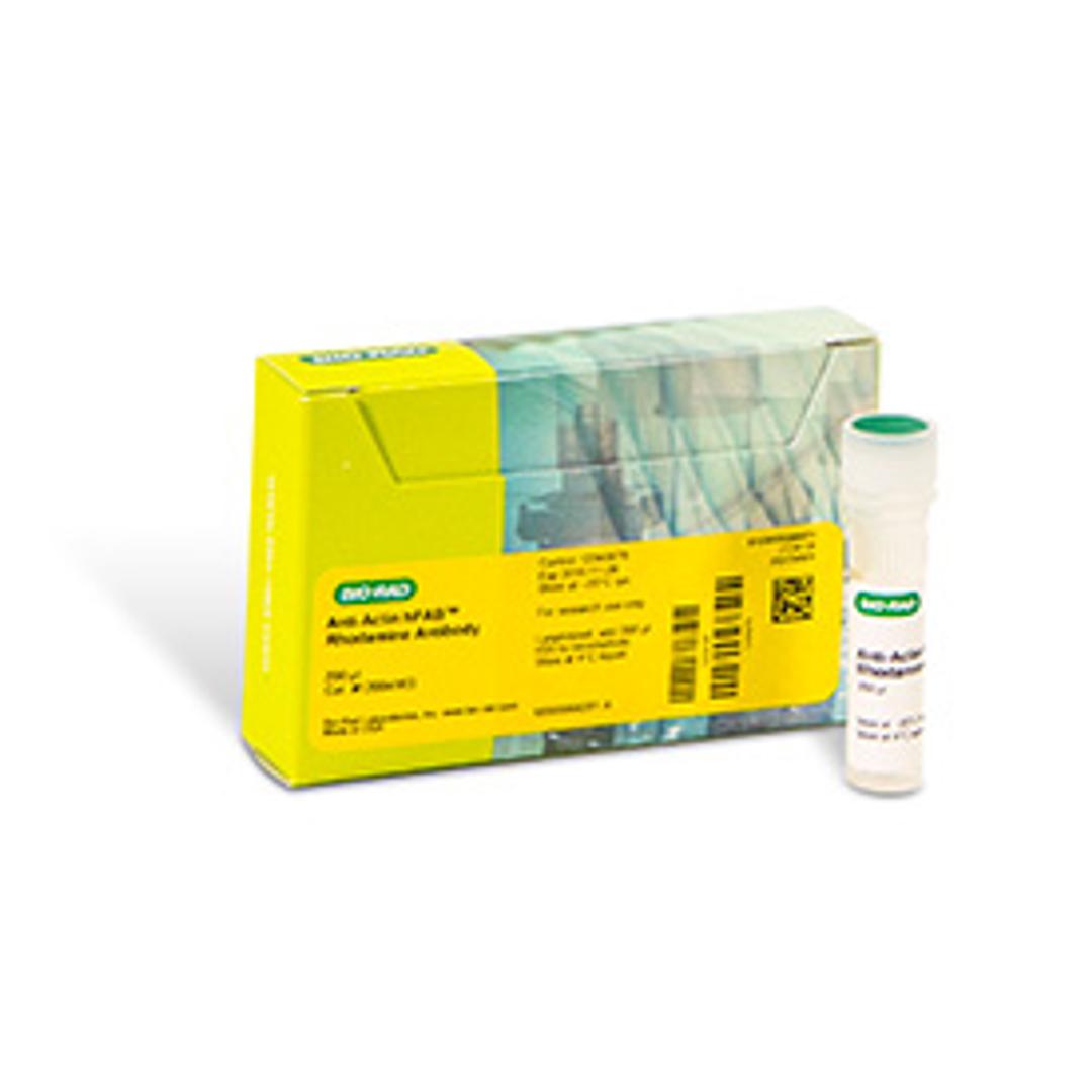 hFAB™ Rhodamine Anti-Actin Primary Antibody, 200 µl - Bio-Rad - Life Sciences