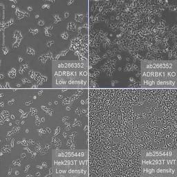 Human ADRBK1 (GRK2) knockout HEK293T cell line - Abcam plc - Life Sciences