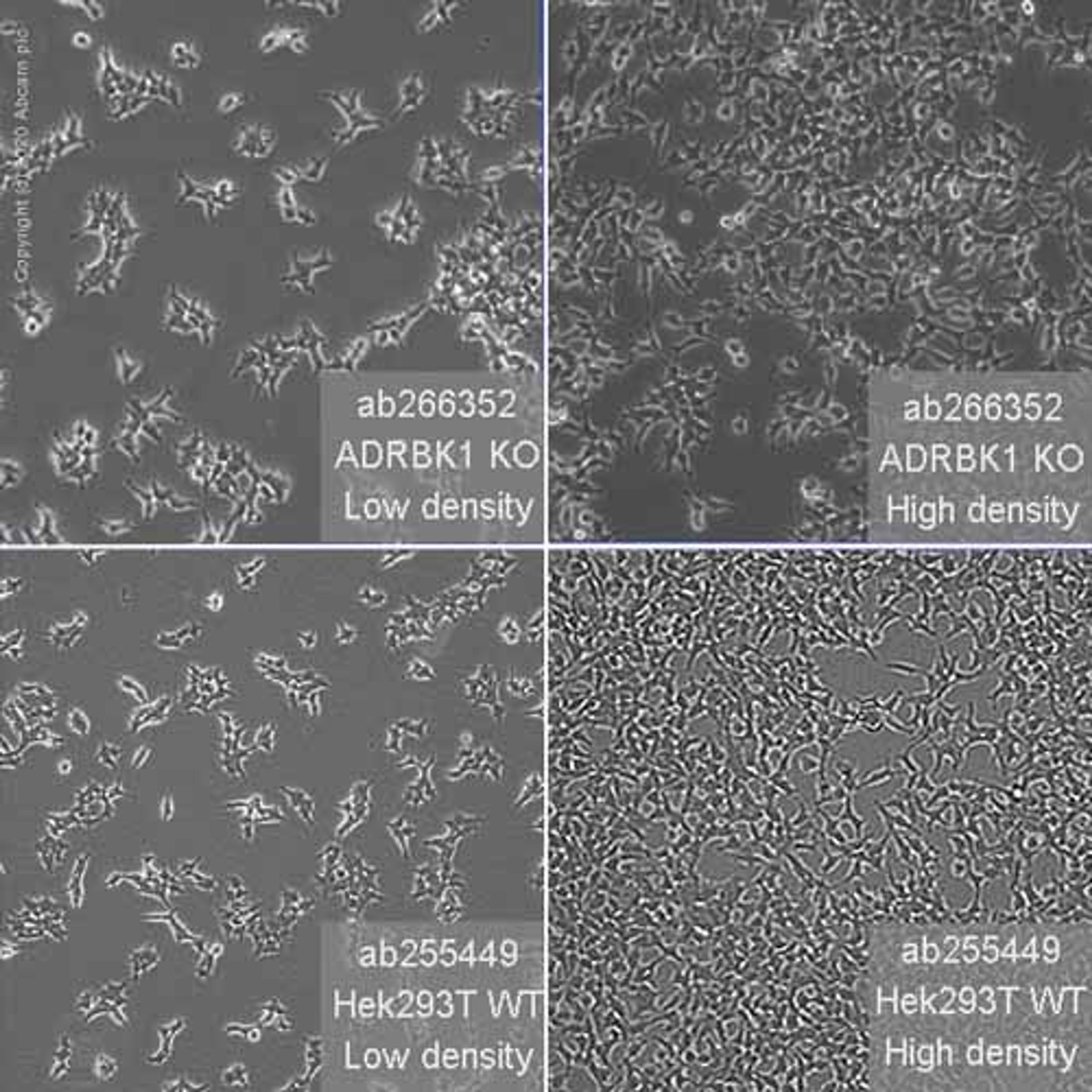 Human ADRBK1 (GRK2) knockout HEK293T cell line - Abcam plc - Life Sciences
