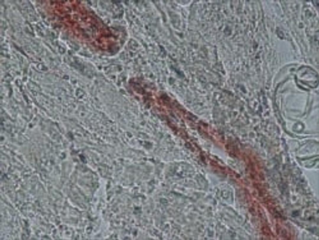 Anti-β-Actin antibody, Mouse monoclonal - Merck KGaA, Darmstadt, Germany - Life Sciences