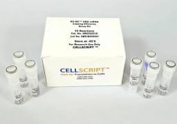 EZ-QC™ XBG mRNA Capping Efficiency Assay Kit - CELLSCRIPT™ - Life Sciences