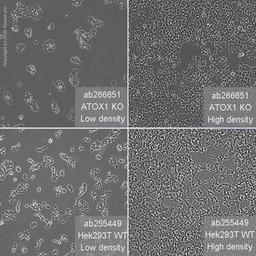 Human ATOX1 knockout HEK293T cell line - Abcam plc - Life Sciences
