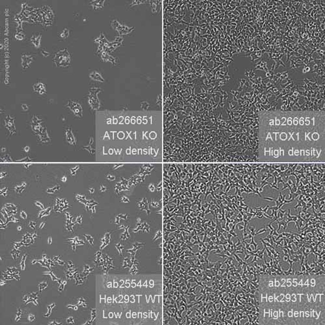 Human ATOX1 knockout HEK293T cell line - Abcam plc - Life Sciences