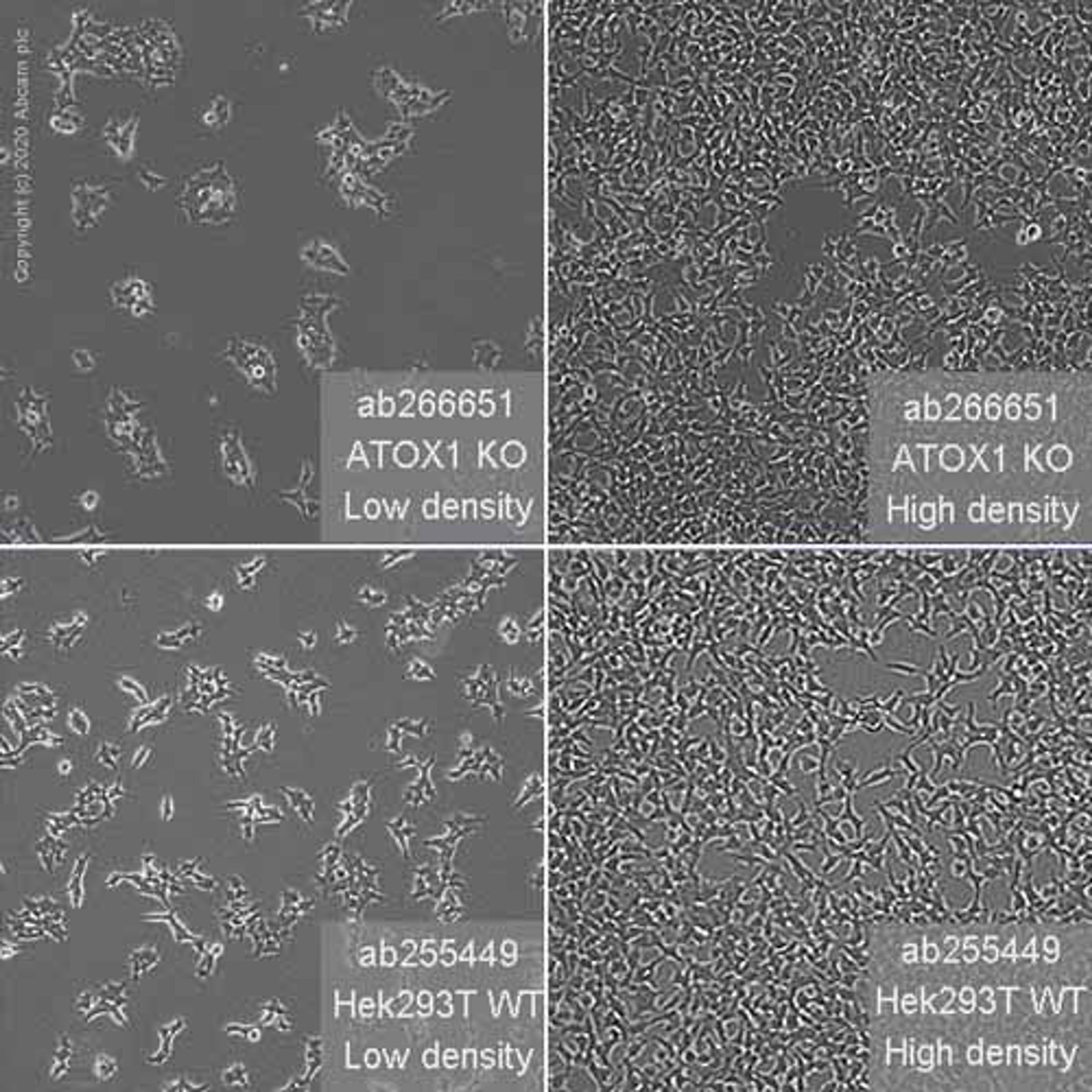 Human ATOX1 knockout HEK293T cell line - Abcam plc - Life Sciences