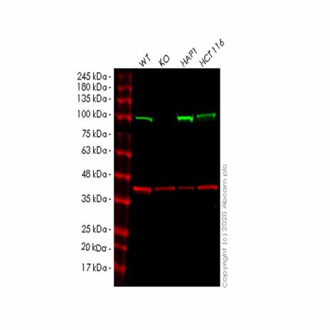 Human KDM1B (LSD2 / AOF1) knockout HeLa cell line - Abcam plc - Life Sciences