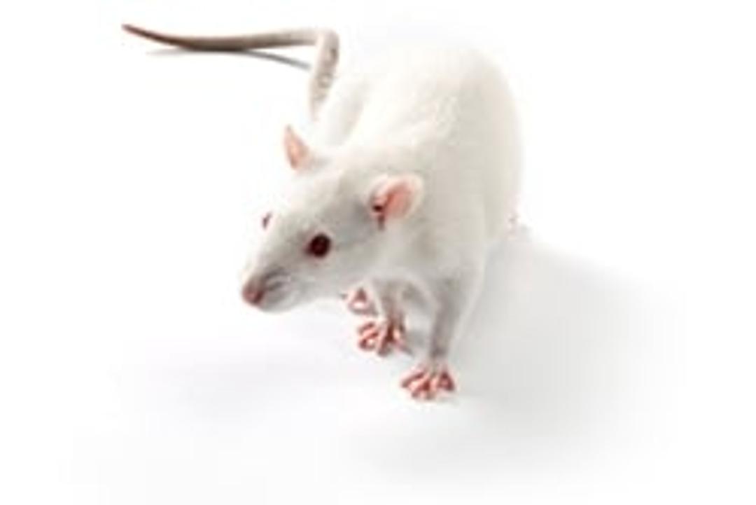 Lewis Rat - Charles River - Drug discovery > Pre-Clinical Development