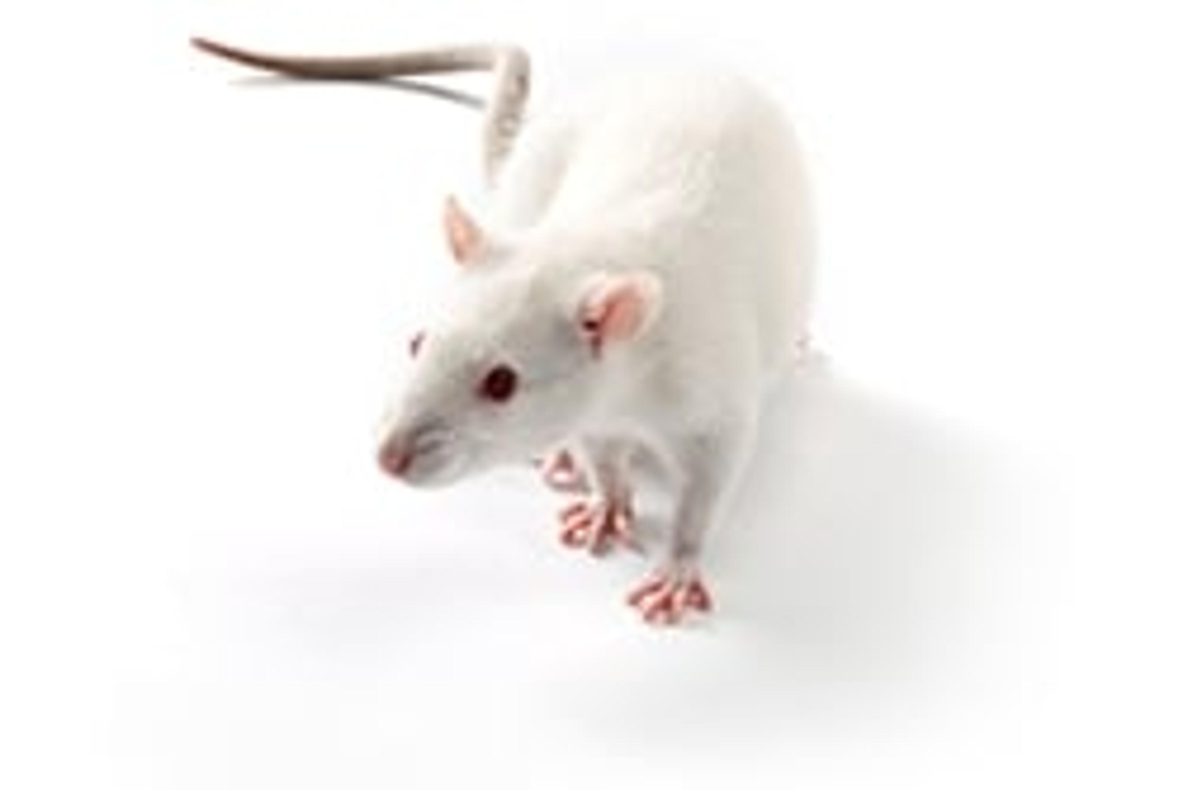 Lewis Rat - Charles River - Drug discovery > Pre-Clinical Development
