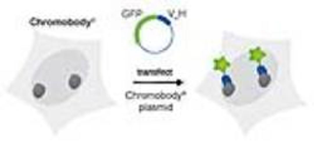 Chromobodies® - Chromotek GmbH - Life Sciences