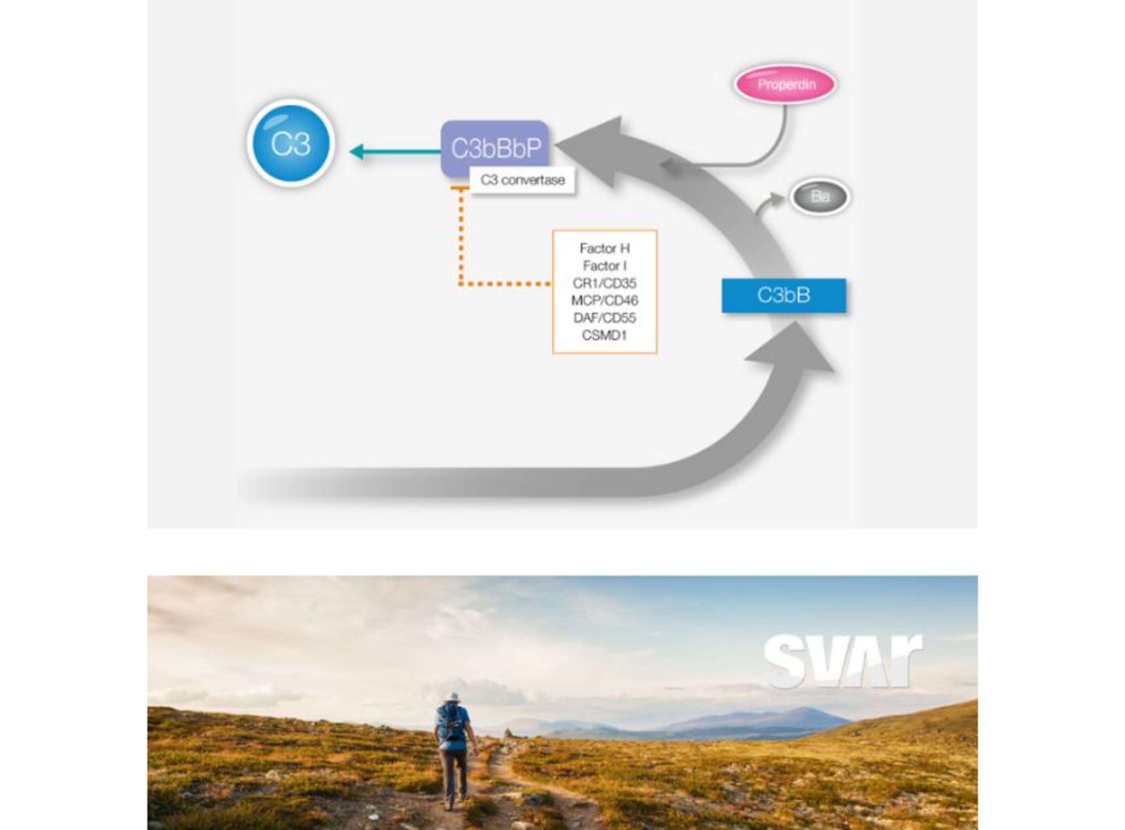 Complement Factor P - Svar Life Science AB - Life Sciences