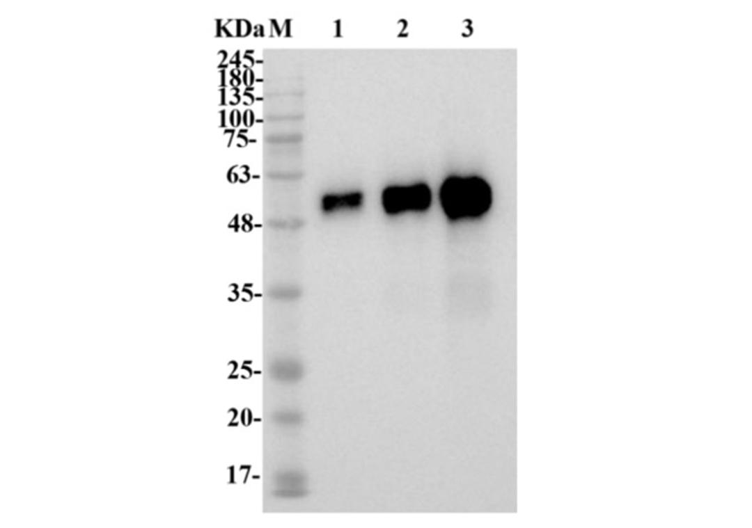 Mouse Anti-CA9 Recombinant Antibody (clone M75)