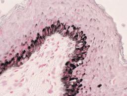 Fontana-Masson Stain Kit - Merck - Clinical Diagnostics