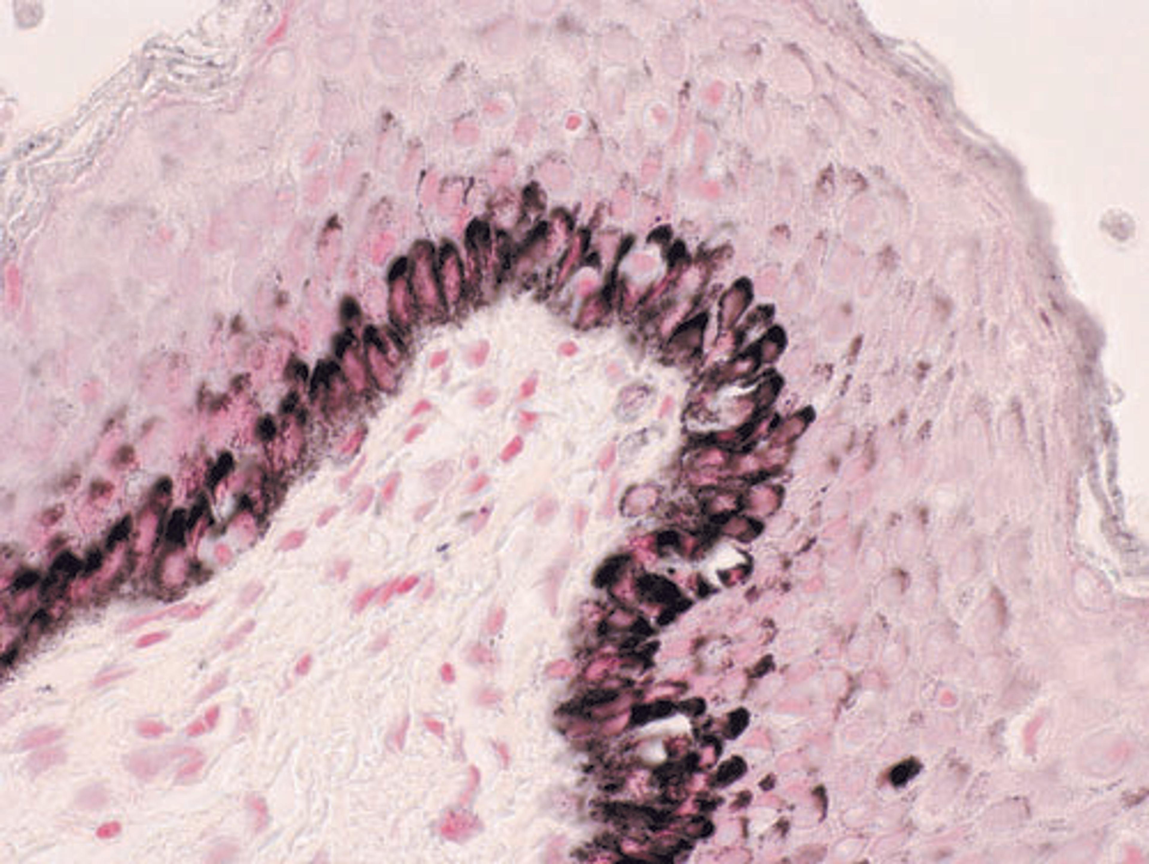 Fontana-Masson Stain Kit - Merck - Clinical Diagnostics