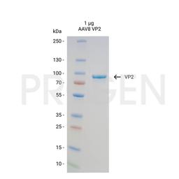 AAV8 VP2, recombinant protein - PROGEN
