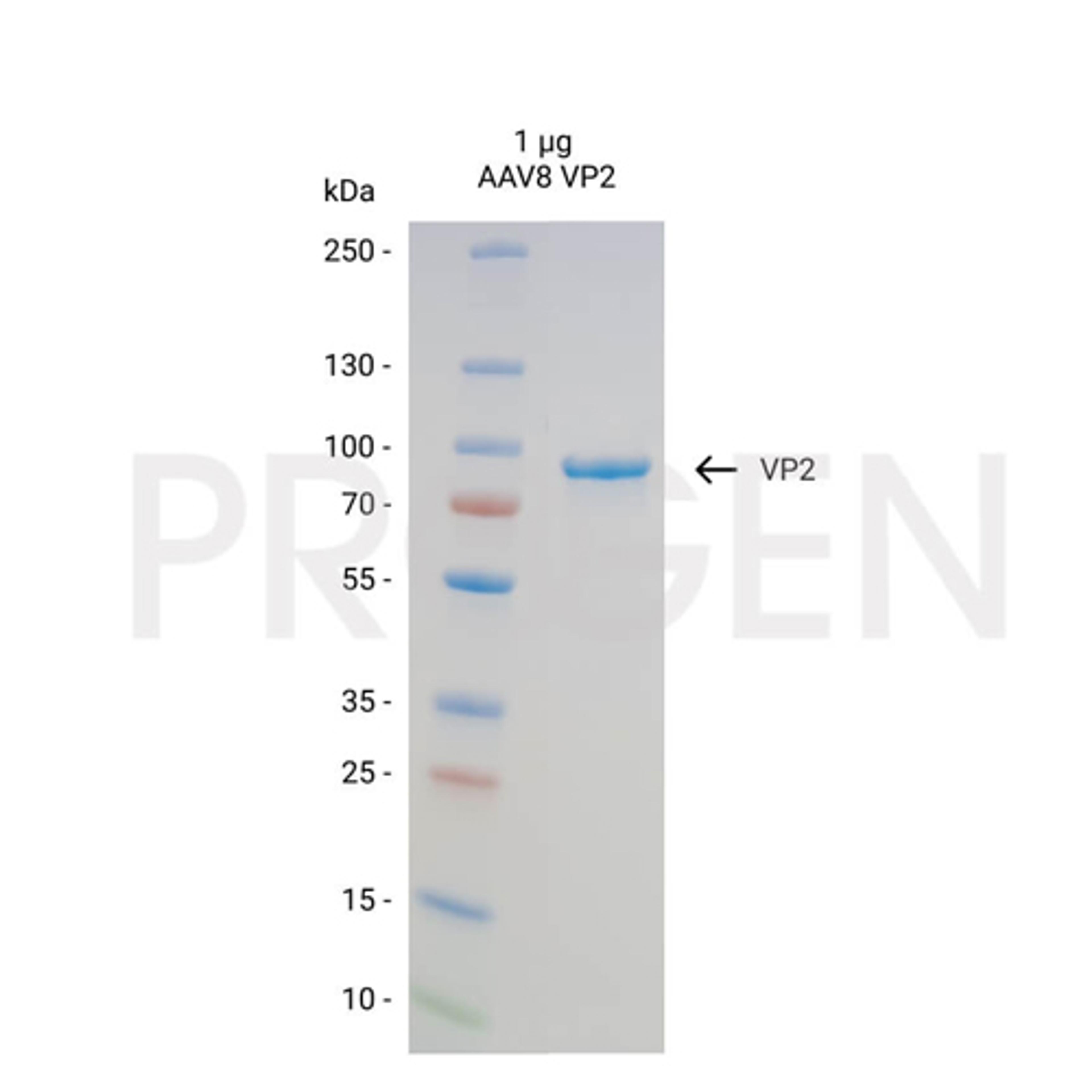 AAV8 VP2, recombinant protein - PROGEN